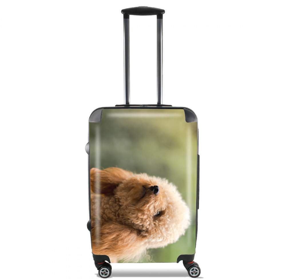 Valise trolley bagage L pour Caniche dans le jardon